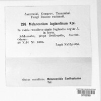 Juglanconis juglandina image